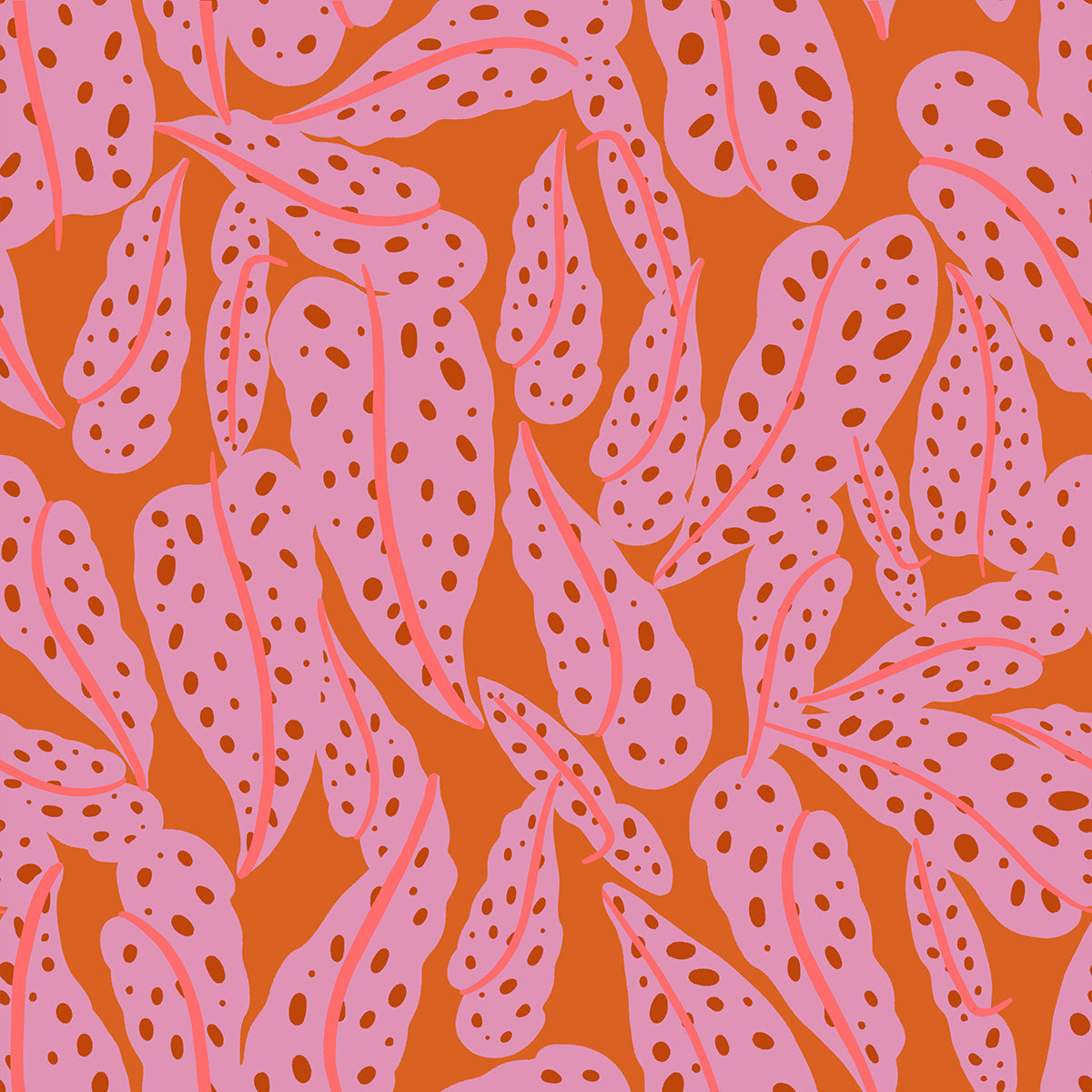PREORDER Calathea Over Lapping Leaves Pecan